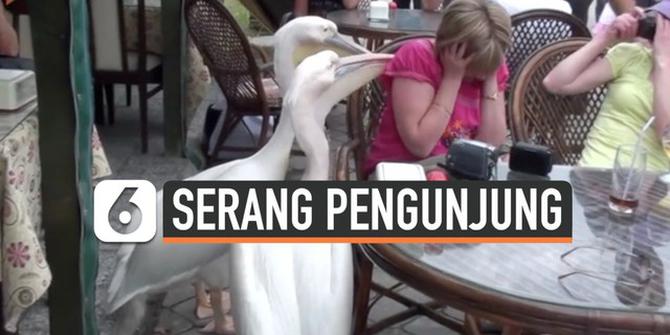 VIDEO: Burung Pelikan Serang Pengunjung Restoran