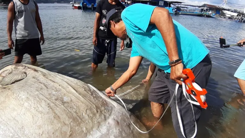 Bangkai Ikan Purban di Teluk Ambon