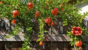 BUah Delima di Pagar Rumah. (Gemini AI)