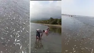 Ribuan Ikan Terdampar di Pantai Kolaka, Apakah Pertanda Bencana
