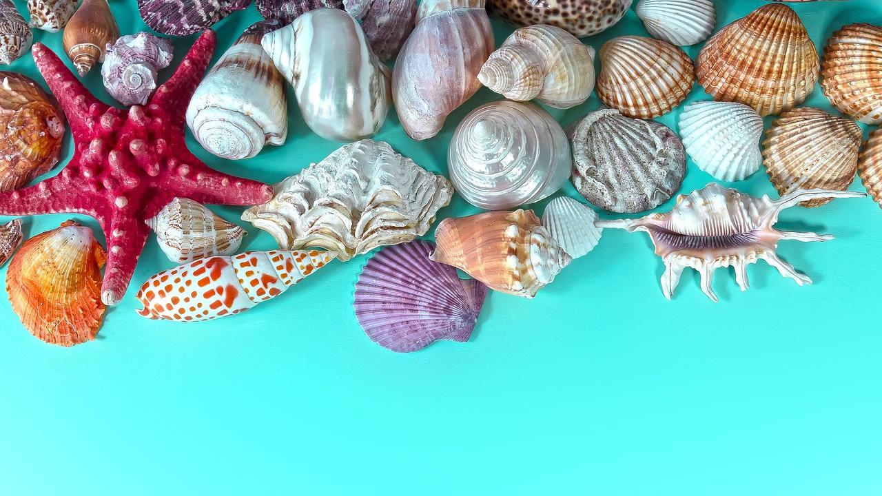 Cangkang Kerang dapat Dimanfaatkan Sebagai Pupuk Hingga Pelindung Pantai