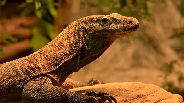 Ilustrasi komodo