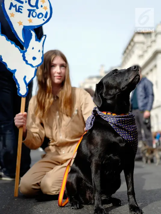 Pemilik anjing dan hewan peliharaan mereka berkumpul sebelum pawai anti-Brexit di London, Minggu (7/10).  Sekitar seribu anjing dan pemiliknya menuntut Brexit diakhiri melalui pemungutan suara kedua. (AFP/Tolga AKMEN)