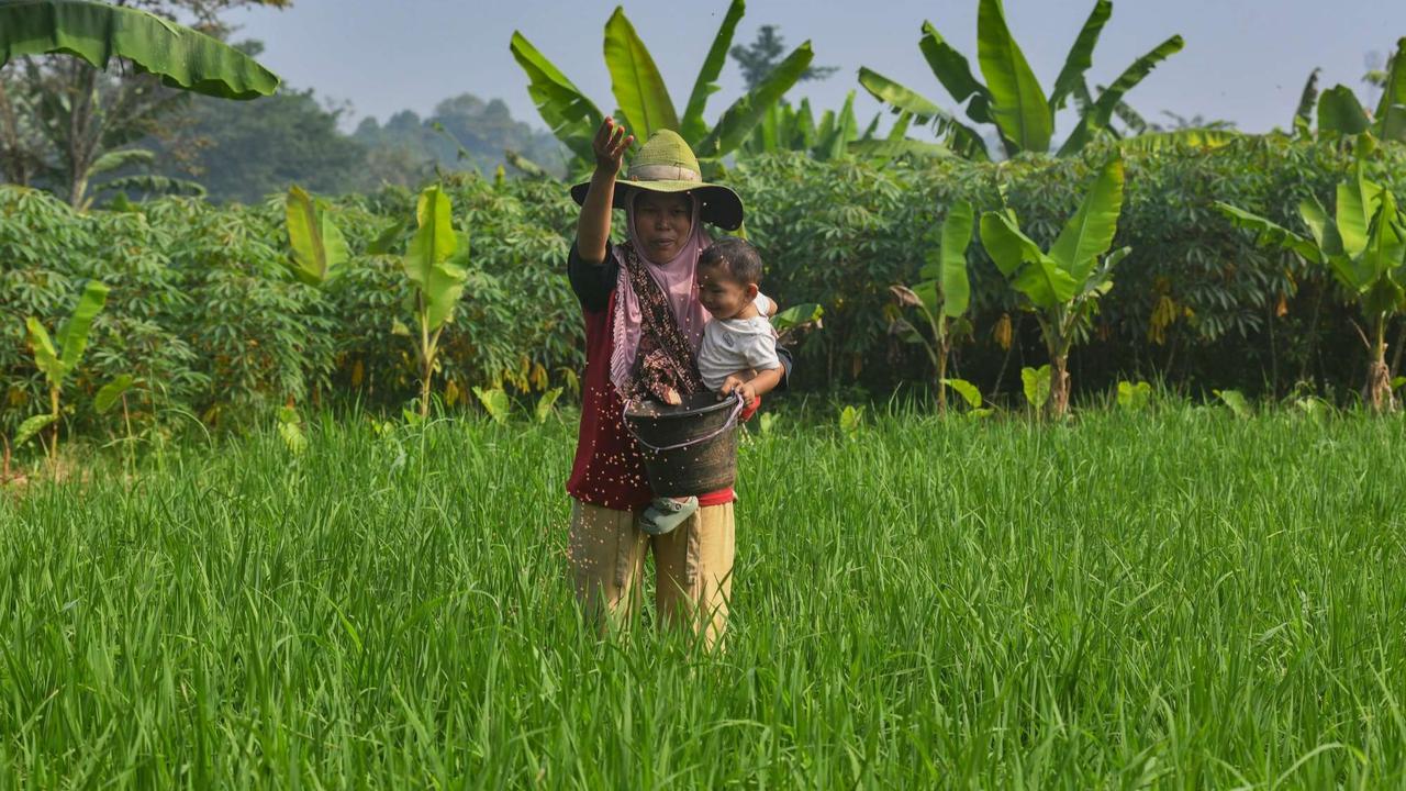 Distribusi Pupuk Subsidi ke Petani Mulai Lancar