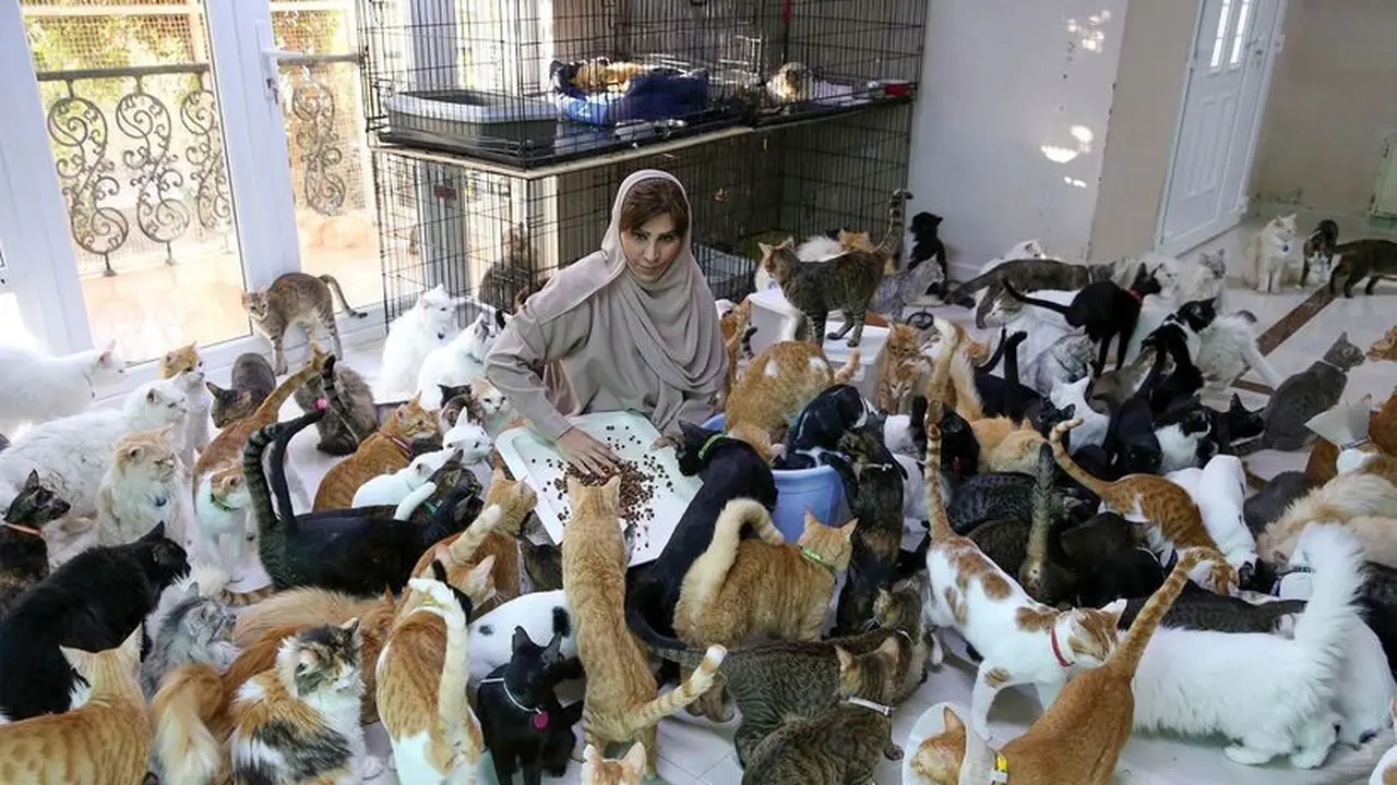 pecinta kucing pelihara 480 kucing liar