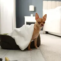 Tak hanya manusia, hewan peliharaan pun bisa menikmati sensasi menginap di hotel bintang lima./copyright depositphotos/NewAfrica