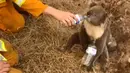 Gambar dari video pada 22 Desember 2019, seekor koala meminum air dari botol yang diberikan petugas pemadam kebakaran di Cudlee Creek, Australia Selatan. Untungnya, koala yang terperangkap di sekitar kebakaran itu tidak mengalami luka. (Oakbank Balhannah CFS via AP)