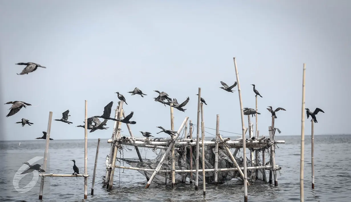 Burung Pecuk Padi Kecil berterbangan di perairan Muara Angke, Penjaringan, Jakarta Utara, Selasa (3/1). Burung Pecuk Padi Kecil menyebar luas di pesisir dan laut, dari wilayah India di barat hingga ke Jawa di sebelah timur. (Liputan6.com/Faizal Fanani) 