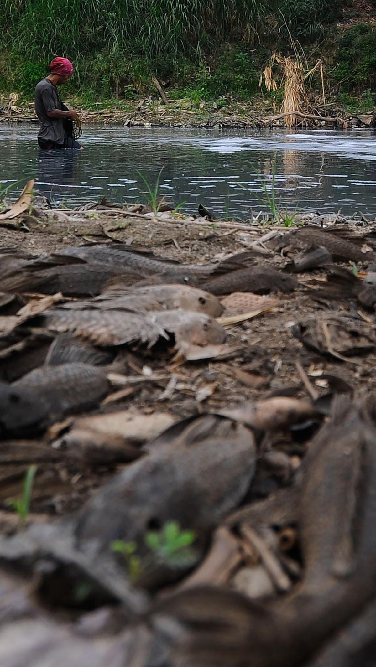 Bahkan jika di daratan, ikan ini masih bisa hidup selama 30 jam karena mampu menyimpan cadangan oksigen di perut mereka.