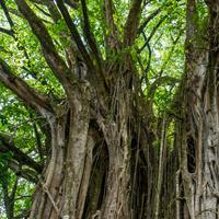 Pakar Nilai Hutan Musik di Ambon sebagai Inovasi Pendidikan Lingkungan