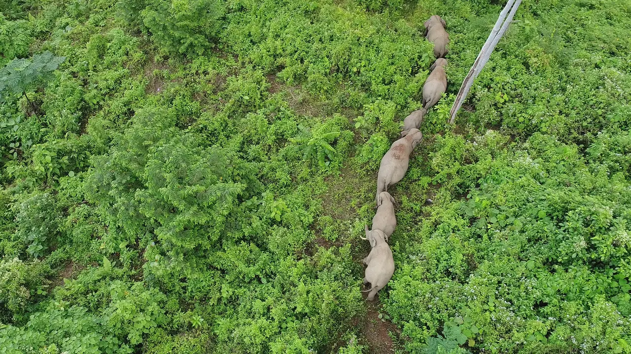 Drone Konservasi