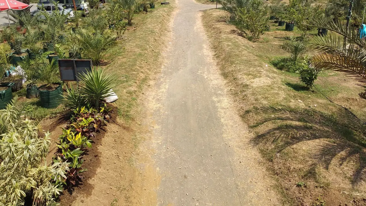 Kebun Kurma