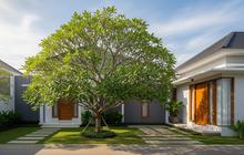 8 Pohon Berdaun Rindang yang Cocok untuk Rumah Minimalis, Sejuk Tanpa Rusak Pondasi