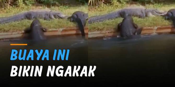 VIDEO: Tidak Bisa Naik Daratan, Aksi Buaya Ini Bikin Ngakak