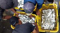 Nelayan membongkar ikan hasil tangkapan di Pelabuhan Muara Angke, Jakarta, Selasa (27/12/2022). Kementerian Kelautan dan Perikanan (KKP) pada 2023 menargetkan peningkatan nilai ekspor komoditas kelautan dan perikanan hingga mencapai USD 7,6 miliar. (Liputan6.com/Herman Zakharia)