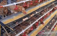 Pelaku Usaha Tambah 34,6 Ton Pasokan Telur Ayam Ras Babel Jelang Imlek dan Ramadhan