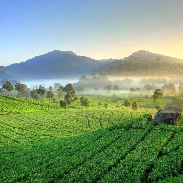 Kebun Teh Cipasung