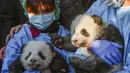 Dua anak panda "Meng Yuan" (kiri) dan "Meng Xiang" diperlihatkan setelah mereka diberi nama di kebun binatang Zoologischer Garten, Berlin (9/12/2019). "Meng Yuan" dan "Meng Xiang" tetap milik Tiongkok dan harus dikembalikan dalam waktu empat tahun setelah mereka disapih. (AFP/Odd Andersen)