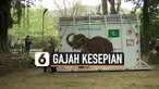THUMBNAIL gajah