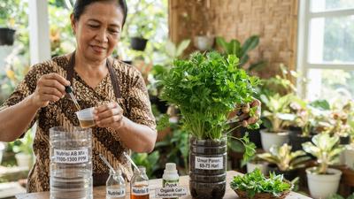 7 Cara Menanam Seledri di Botol Bekas agar Tumbuh Rimbun, Dijamin Berhasil