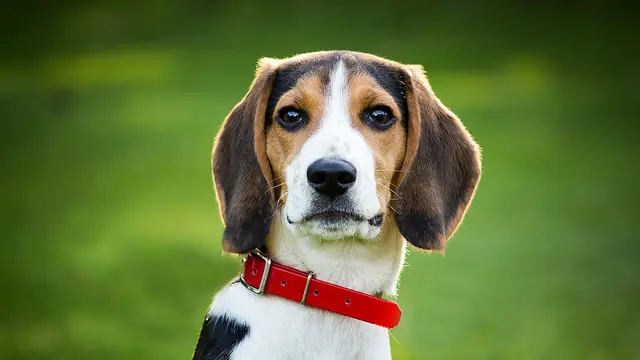 Beagle