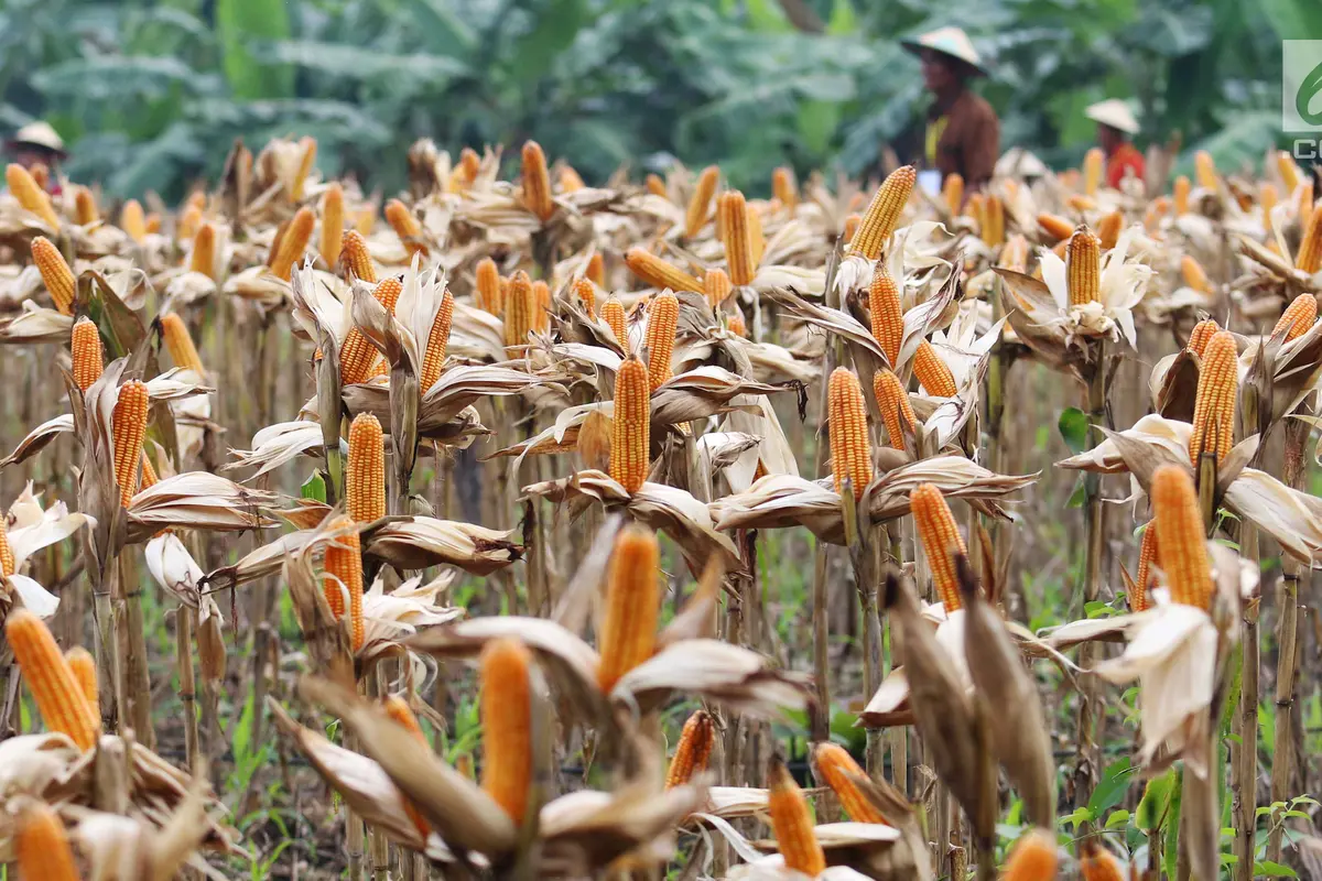 Panen Raya, Petani Tuban Hasilkan 33,7 Ton Jagung