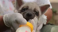 Mooi Adalah Nama Pemberian Jessica Iskandar untuk Bayi Hyena di Bali Safari
