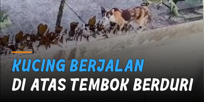 VIDEO: Momen Ngeri Kucing Berjalan di Atas Tembok Berduri, Nggak Ada Takutnya
