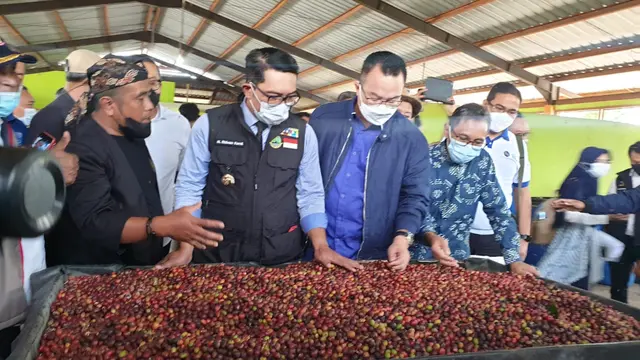 Gubernur Jawa Barat Ridwan Kamil berama Rektor Institut Pertanian Bogor (IPB), Arif Satria, tengah melihat biji kopi arabika segar hasil petikan petani Cikajang, Garut, Jawa Barat.