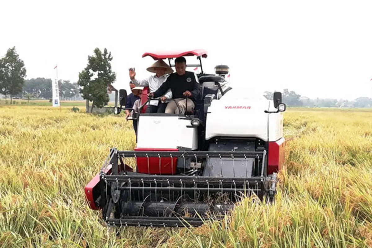 Petani OKU Timur Panen Perdana Padi Sehat Bebas Residu