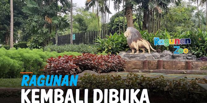 VIDEO: Taman Margasatwa Ragunan Kembali Dibuka, Anak 12 Tahun Boleh Berkunjung