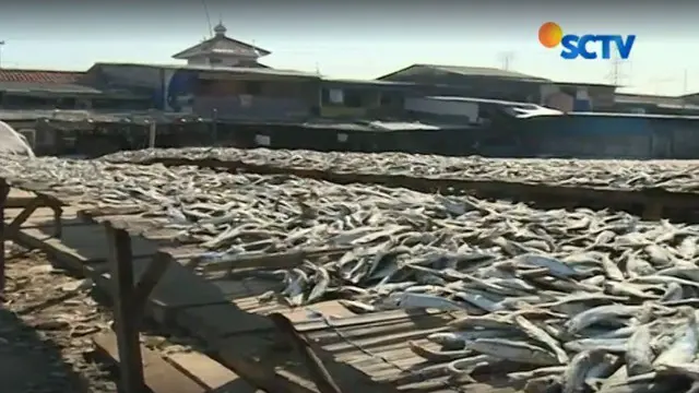 Garam Mahal, Perajin Ikan Asin Muara Angke Terancam Gulung Tikar