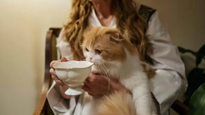 Mitos atau Fakta: Kucing Tidak Suka Minum? Fakta Penting untuk Pemilik Anabul