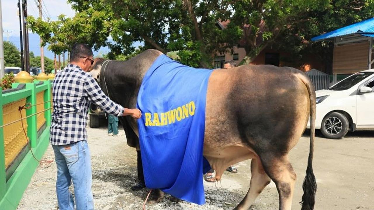 Sapi Kurban Presiden Prabowo Diserahkan ke Warga Mapane Poso Jelang Idul Adha 1447 H