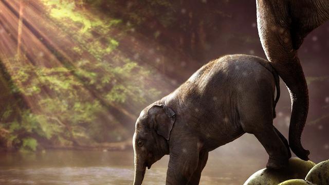 7 Arti Mimpi Gajah, Pertanda Mendapat Keberuntungan Melimpah