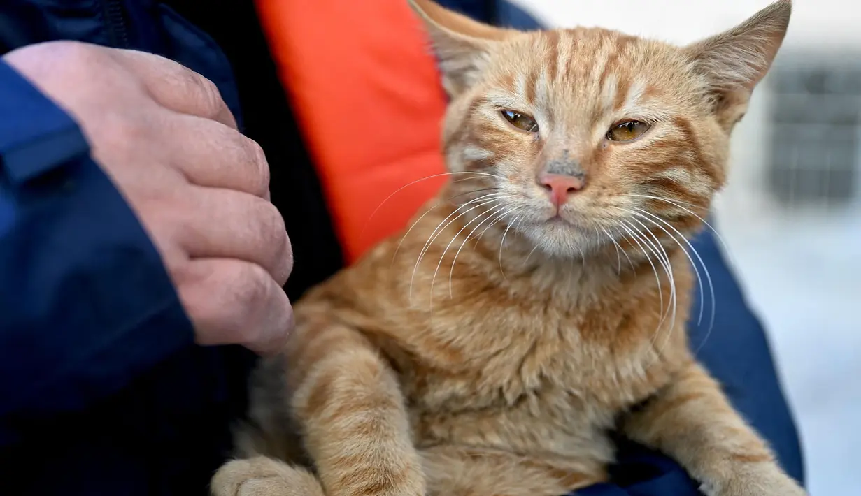 Seorang petugas penyelamat menggendong seekor kucing yang berhasil diselamatkan dari sebuah bangunan yang runtuh, 248 jam setelah gempa berkekuatan 7,8 magnitudo yang menghantam sebagian wilayah Turki dan Suriah, di Kahramanmaras, Turki, Kamis (16/2/2023). (OZAN KOSE/AFP)