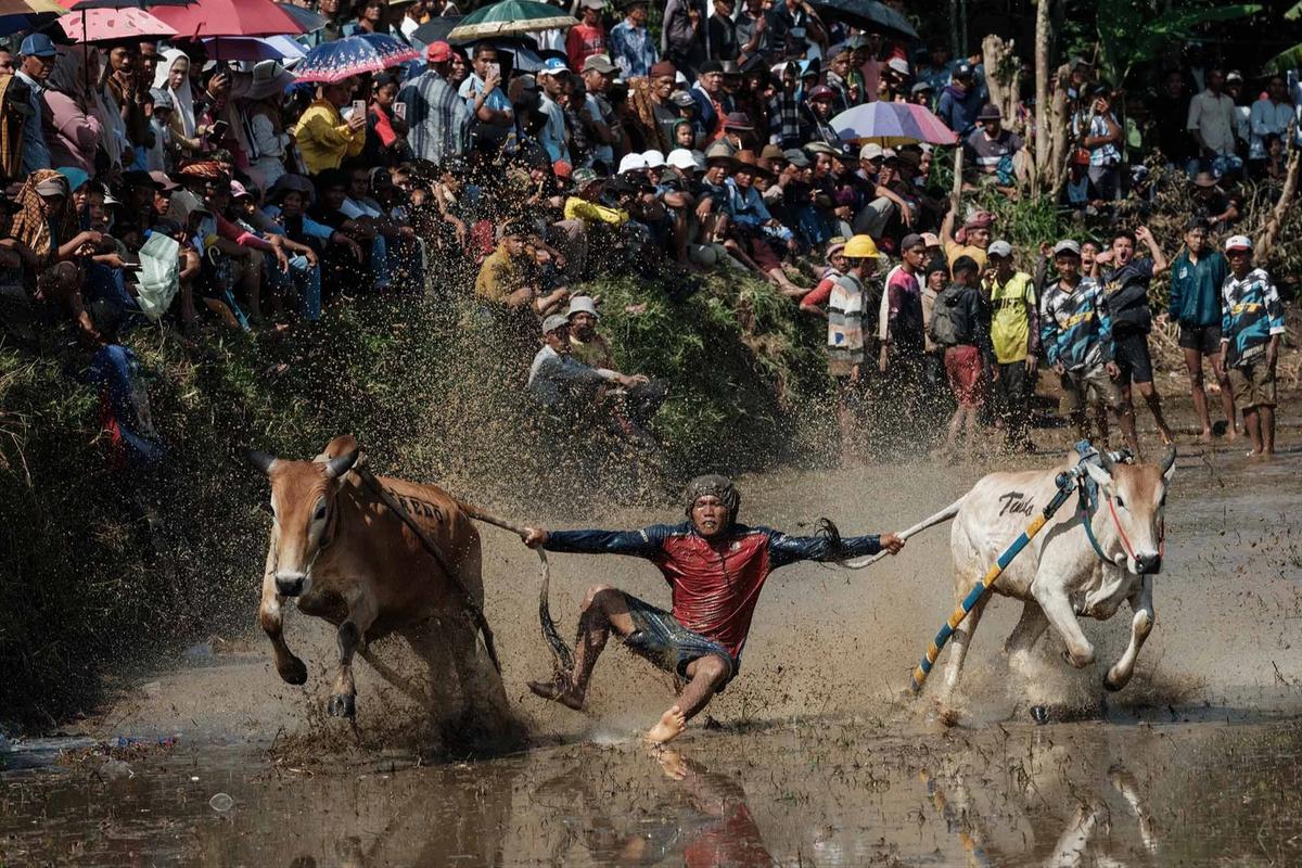 FOTO: Pacu Jawi Kembali Hidupkan Tradisi Sawah Berlumpur