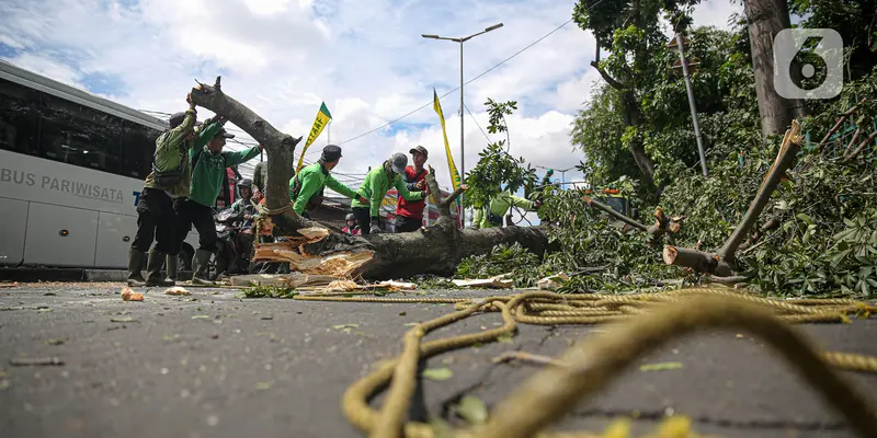 Antisipasi Pohon Tumbang Akibat Cuaca Buruk