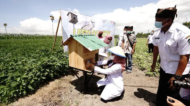 Rumah burung hantu di sebar di area persawahan untuk pengembang biakan burung hantu di Banyuwangi (Istimewa)
