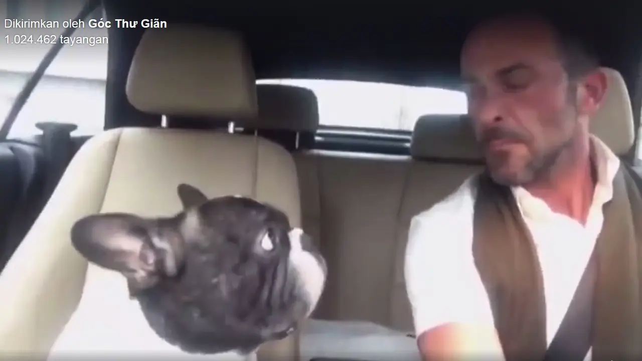 Duet dengan Majikan, Anjing Ini Coba Nyanyi Lagunya Rihanna