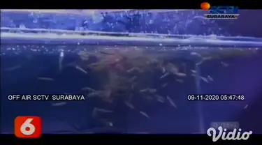 Ikan gabus bagi sebagian orang dianggap sebagai ikan predator, yang hidup di rawa-rawa dan diburu untuk dikonsumsi atau sebagai obat. Namun berbeda dengan ikan gabus hias atau biasa disebut ikan channa.