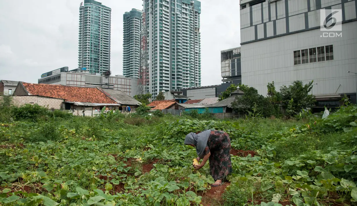  Pada bulan Ramadan sejumlah petani setempat beralih tanam dari sayuran menjadi timun suri karena dinilai mendatangkan keuntungan lebih Jakarta, Selasa (30/5).  Timun suri tersebut dijual seharga Rp7.000-Rp30.000 per buah. (Liputan6.com/Gempur M Surya)
