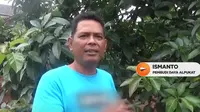 Ismanto, pembudi daya alpukat Kahyangan yang awalnya hanya seorang sekuriti.