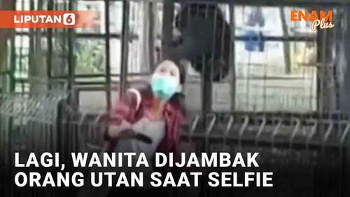 VIDEO: Lagi, Wanita Ditarik Orang Utan Saat Selfie di Kebun Binatang