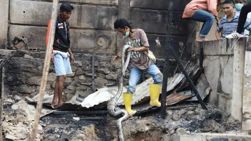 Ular Piton hingga 300 Rumah Warga Hangus Terbakar di Batam