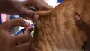 Seorang dokter hewan menginokulasi kucing dengan dosis vaksin antirabies pada kesempatan Hari Rabies Sedunia di Rumah Sakit Universitas Hewan Tamil Nadu, Chennai, Rabu (29/9/2021). Hari Rabies Sedunia diselenggarakan pada tanggal 28 September setiap tahun. (Arun SANKAR/AFP)
