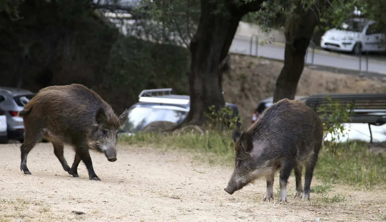 Dua ekor babi hutan memakan rumput di taman dekat dengan permukiman warga di Ajaccio, di pulau Mediterania Prancis, Corsica (18/4/2020). Kehadiran mereka akibat kebijakan lockdown atau karantina wilayah yang diberlakukan pemerintah Prancis. (AFP/Pascal Pochard-Casabianca)