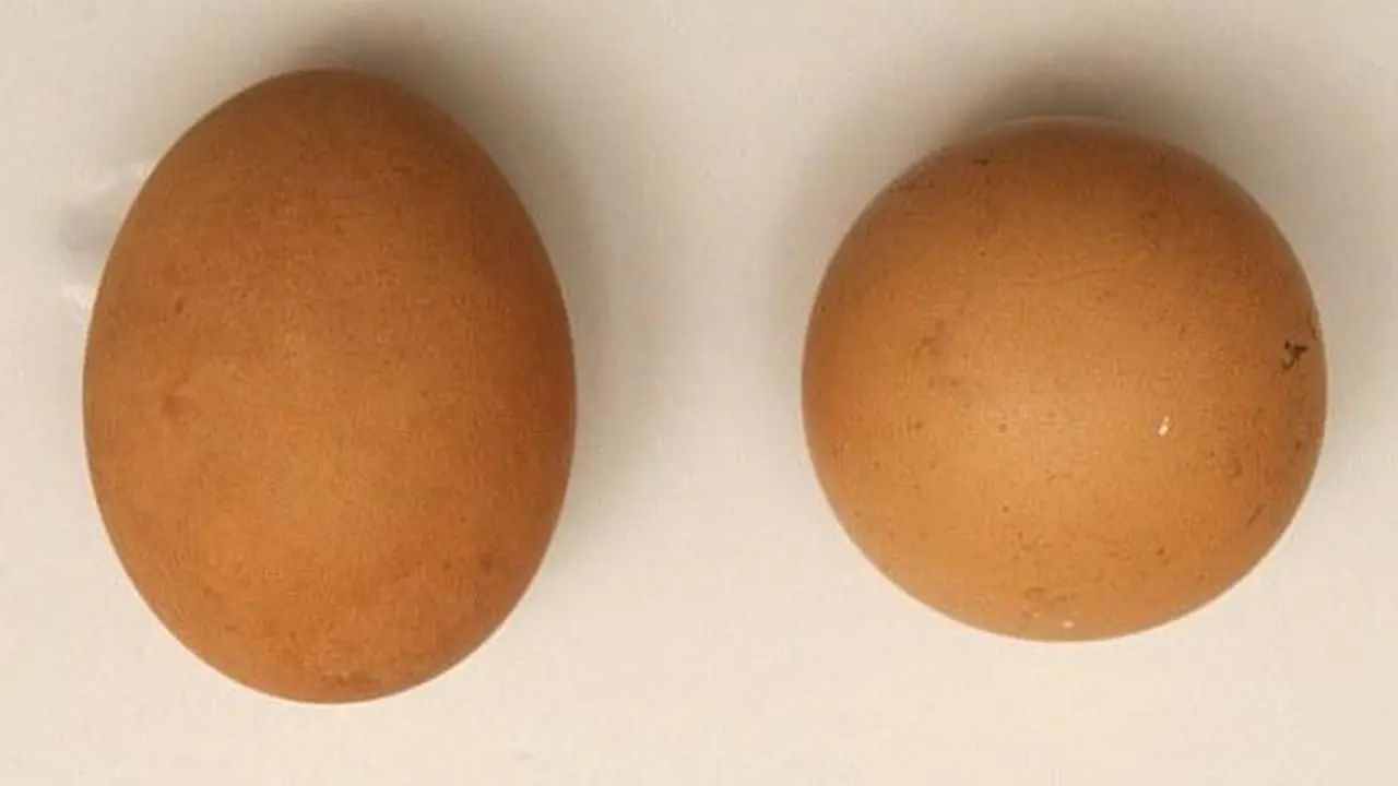 Telur Bulat yang Laku Terjual Rp 10 Juta