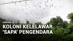Koloni Kelelawar 'Sapa' Pengendara