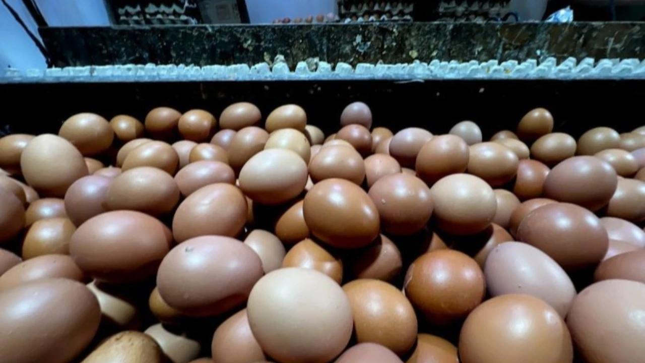 Pemerintah Dorong BGN Tingkatkan Konsumsi Telur dan Ayam untuk Atasi Penurunan Harga